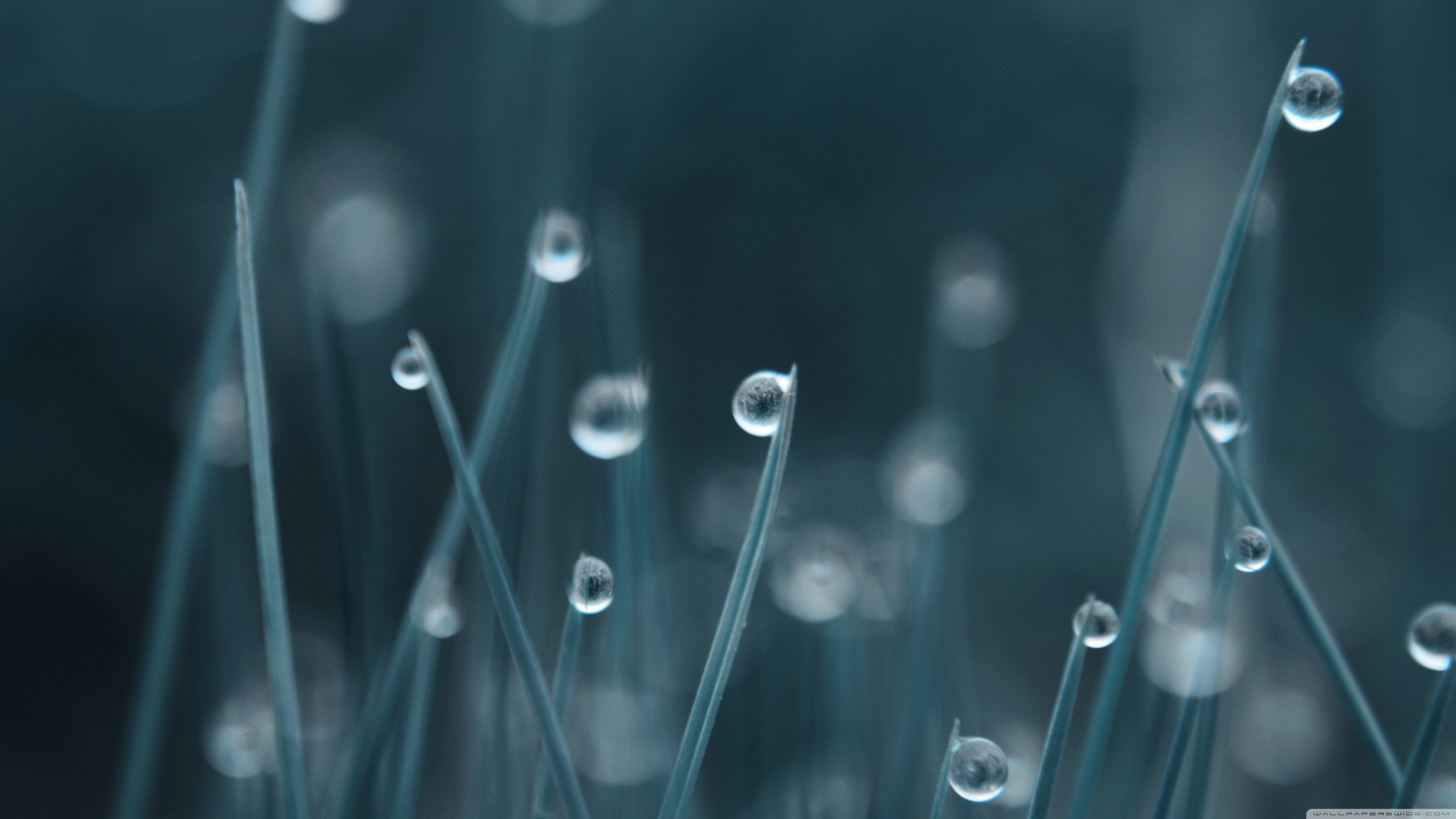 bokeh_Water_Drops_grass_3840x2160.jpg
